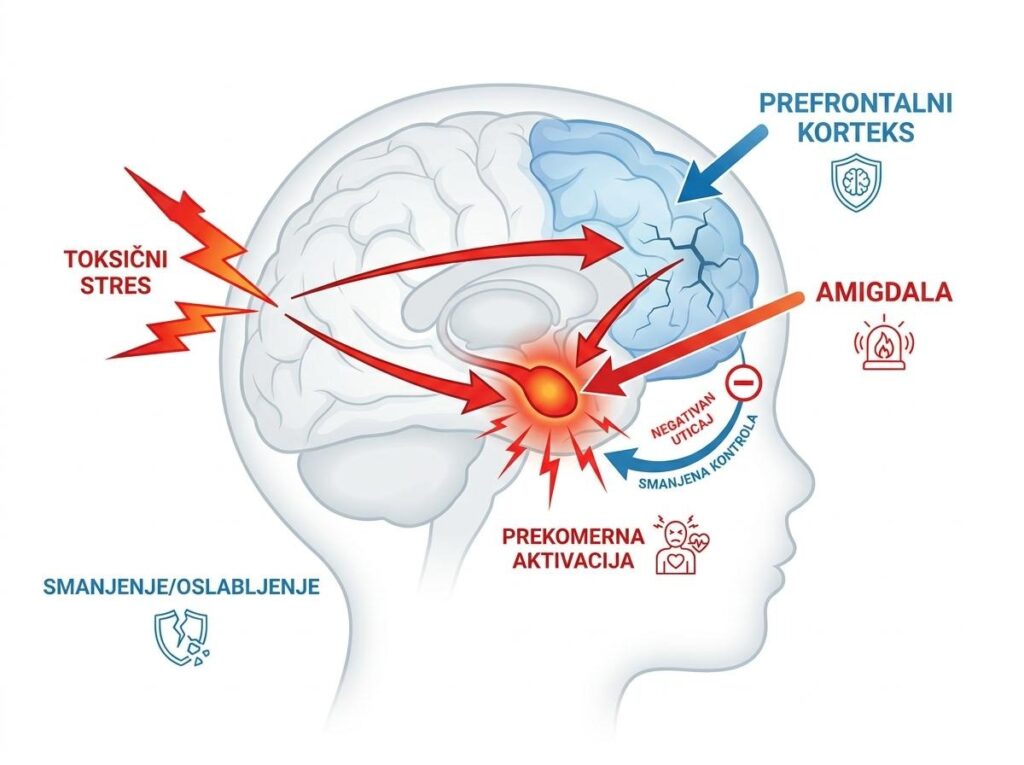 Infografik prefrontalnog korteksa i amigdale